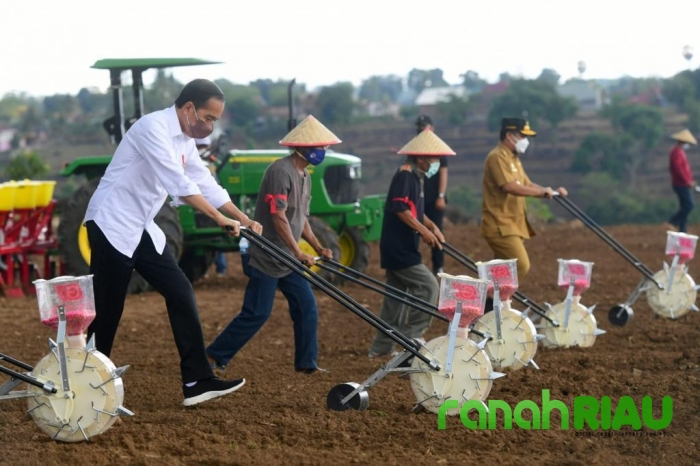 Presiden Jokowi berharap kebutuhan Jagung Nasional tercukupi